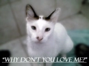 why don't you love me?