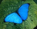 Morpho