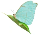 borboleta