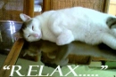 relax
