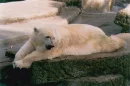 Urso