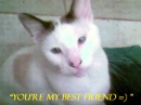 you're my best friend