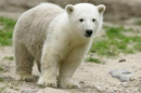 Polar bear