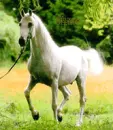horsey