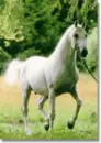 horseyponyban-ei