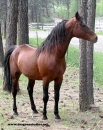 morgan_horse