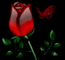 rose