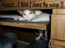 cat with computer mouse