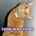 funny cat