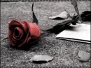 lonely rose