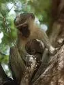 Monkey!