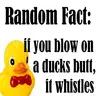 Ducks 