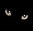 kitty eyes