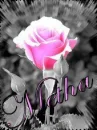 Metha Pink Rose