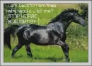 horse