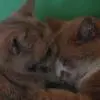 Kitties 