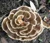 Lichen