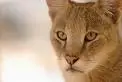 Wildcat