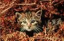 Wildcat