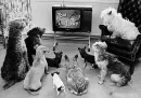 dogs watching tom&jerry