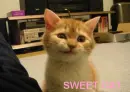Sweet Cat