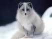 White fox