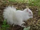 Albino Squirell