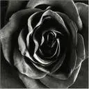 Black rose