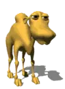Camel