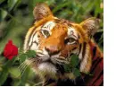 tiger love