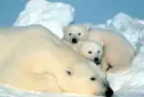 fluffy family