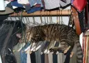 Sleepy Kitty