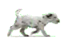 Walk DOg