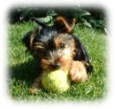 Yorkie Terrier