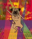 disco pug