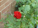 Red Rose on a Summer day.