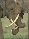 love elephants