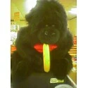 monkey