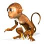 monkey