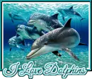 Dolphins