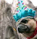 cute pug