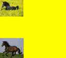 Horse Background