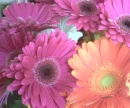 Flowers - Gerber Daisies