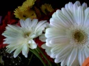 Daisies