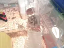 cutie tichii