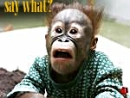 say what?