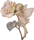 Pixy and the rose