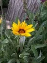 Yellow Flower