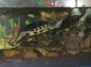 Turtles