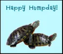 turtles